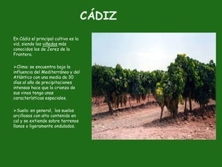 CÁDIZ
En Cádiz el principal cultivo es la
vid, siendo los viñedos más
conocidos los de Jerez de la
Frontera.

Clima: se encuentra bajo la
influencia del Mediterráneo y del
Atlántico con una media de 30
días al año de precipitaciones
intensas hace que la crianza de
sus vinos tenga unas
características especiales.

Suelo: en general, los suelos
arcillosos con alto contenido en
cal y se extiende sobre terrenos
llanos o ligeramente ondulados.
 
