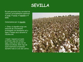 SEVILLA
En esta provincia hay variedad de
cultivos, principalmente destacan
el trigo, el arroz, el algodón y el
olivo.

Comenzamos por el algodón.

 Clima: el algodón exige una
estación de crecimiento
prolongada con abundante sol y
agua y tiempo seco durante la
recolección.

Suelo: requiere un suelo
profundo capa de retener
agua, como es el caso de los
suelos arcillosos. Este tipo de
suelo mantiene la humedad
durante todo el ciclo del cultivo.
 