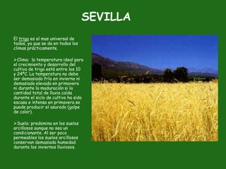 SEVILLA
El trigo es el mas universal de
todos, ya que se da en todos los
climas prácticamente.

Clima: la temperatura ideal para
el crecimiento y desarrollo del
cultivo de trigo está entre los 10
y 24ºC. La temperatura no debe
ser demasiado fría en invierno ni
demasiado elevada en primavera
ni durante la maduración si la
cantidad total de lluvia caída
durante el siclo de cultivo ha sido
escasa e intensa en primavera se
puede producir el asurado (golpe
de calor).

Suelo: predomina en los suelos
arcillosos aunque no sea un
condicionante. Al ser poco
permeables los suelos arcillosos
conservan demasiado humedad
durante los inviernos lluviosos.
 