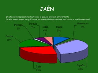 JAÉN
En esta provincia predomina el cultivo de la oliva, ya explicado anteriormente.
Por ello, os mostramos una gráfica que nos muestra la importancia de este cultivo a nivel internacional.
 