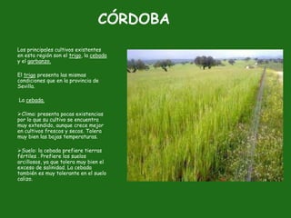 CÓRDOBA
Los principales cultivos existentes
en esta región son el trigo, la cebada
y el garbanzo.

El trigo presenta las mismas
condiciones que en la provincia de
Sevilla.

La cebada.

Clima: presenta pocas existencias
por lo que su cultivo se encuentra
muy extendido, aunque crece mejor
en cultivos frescos y secos. Tolera
muy bien las bajas temperaturas.

Suelo: la cebada prefiere tierras
fértiles . Prefiere los suelos
arcillosos, ya que tolera muy bien el
exceso de salinidad. La cebada
también es muy tolerante en el suelo
calizo.
 