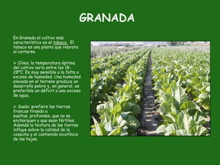 GRANADA
En Granada el cultivo más
característico es el tabaco. El
tabaco es una planta que rebrota
al cortarse.

 Clima: la temperatura óptima
del cultivo varía entre los 18-
28ºC. Es muy sensible a la falta o
exceso de humedad. Una humedad
elevada en el terreno produce un
desarrollo pobre y, en general, es
preferible un déficit a una exceso
de agua.

 Suelo: prefiere las tierras
francas tirando a
sueltas, profundas, que no se
encharquen y que sean fértiles.
Además la textura de las tierras
influye sobre la calidad de la
cosecha y el contenido nicotínico
de las hojas.
 