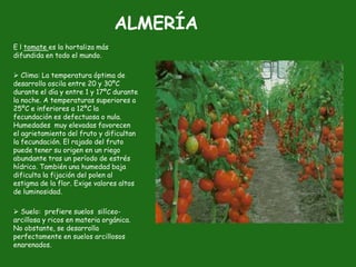 ALMERÍA
E l tomate es la hortaliza más
difundida en todo el mundo.

 Clima: La temperatura óptima de
desarrollo oscila entre 20 y 30ºC
durante el día y entre 1 y 17ºC durante
la noche. A temperaturas superiores a
25ºC e inferiores a 12ºC la
fecundación es defectuosa o nula.
Humedades muy elevadas favorecen
el agrietamiento del fruto y dificultan
la fecundación. El rajado del fruto
puede tener su origen en un riego
abundante tras un período de estrés
hídrico. También una humedad baja
dificulta la fijación del polen al
estigma de la flor. Exige valores altos
de luminosidad.

 Suelo: prefiere suelos silíceo-
arcillosa y ricos en materia orgánica.
No obstante, se desarrolla
perfectamente en suelos arcillosos
enarenados.
 