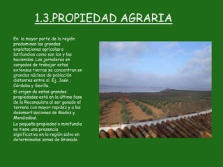 1.3.PROPIEDAD AGRARIA
En la mayor parte de la región
predominan las grandes
explotaciones agrícolas o
latifundios como son los y las
haciendas. Los jornaleros en
cargados de trabajar estas
extensas tierras se concentran en
grandes núcleos de población
distantes entre sí. Ej. Jaén ,
Córdoba y Sevilla.
El origen de estas grandes
propiedades está en la última fase
de la Reconquista al ser ganado el
terreno con mayor rapidez y a las
desamortizaciones de Madoz y
Mendizábal.
La pequeña propiedad o minifundio
no tiene una presencia
significativa en la región salvo en
determinadas zonas de Granada.
 