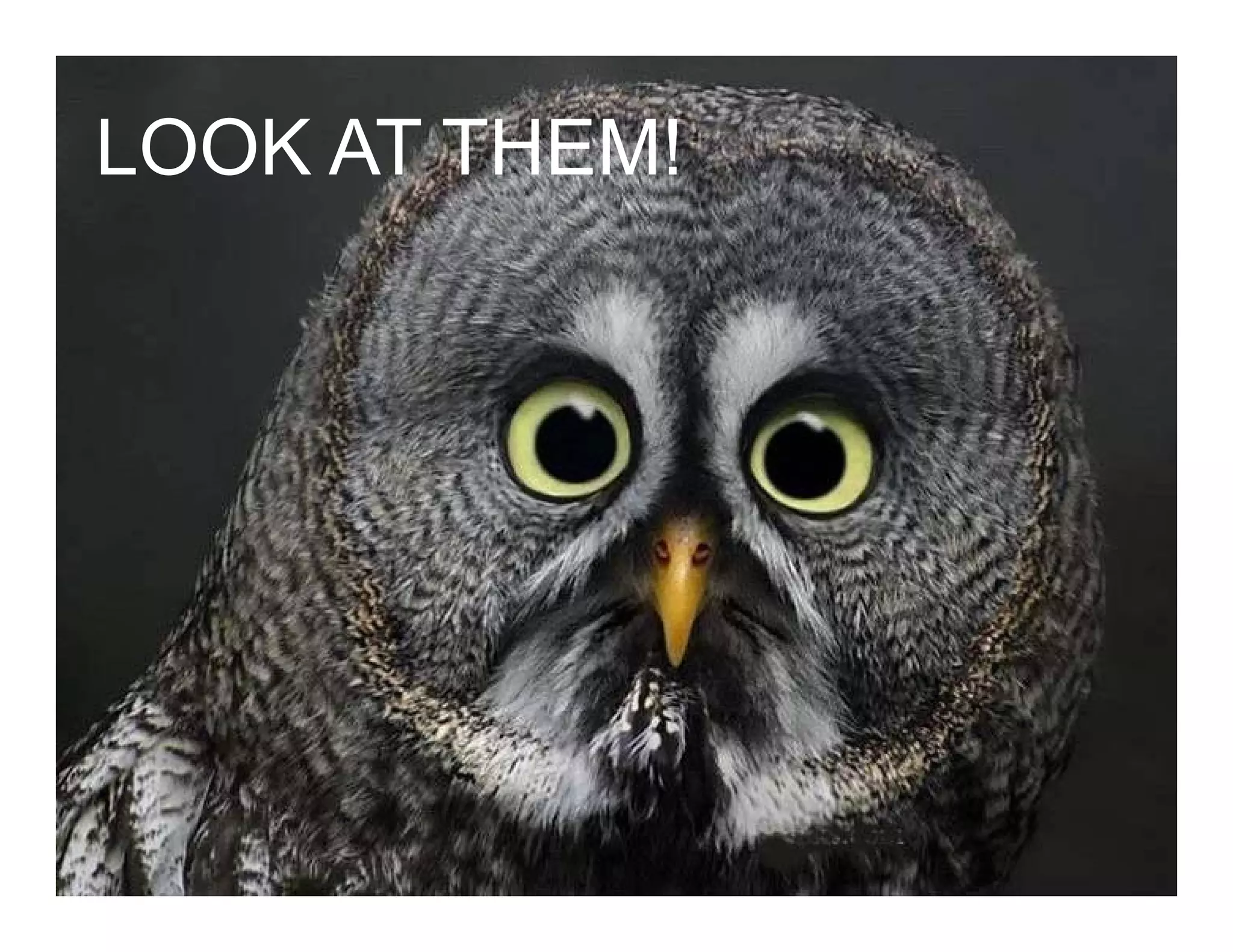 Look At Them!
LOOK AT THEM!
 