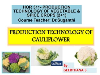 PRODUCTION TECHNOLOGY OF
CAULIFLOWER
HOR 311- PRODUCTION
TECHNOLOGY OF VEGETABLE &
SPICE CROPS (2+1)
Course Teacher: Dr.Suganthi
By
GEERTHANA.S
 