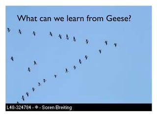 What can we learn from Geese?
 