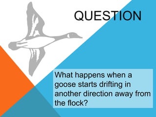 Geese - Teaching Life Lessons | PPT
