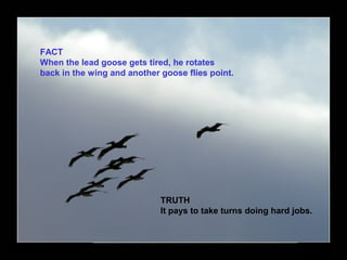FACT
When the lead goose gets tired, he rotates
back in the wing and another goose flies point.
TRUTH
It pays to take turns doing hard jobs.
 