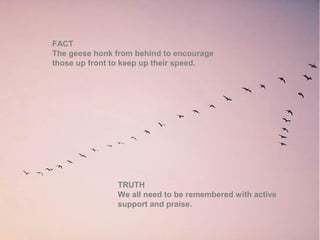 FACT
The geese honk from behind to encourage
those up front to keep up their speed.
TRUTH
We all need to be remembered with active
support and praise.
 