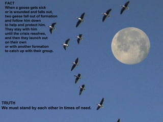 FACT
When a goose gets sick
or is wounded and falls out,
two geese fall out of formation
and follow him down
to help and protect him.
They stay with him
until the crisis resolves,
and then they launch out
on their own
or with another formation
to catch up with their group.
TRUTH
We must stand by each other in times of need.
 