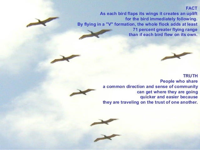 Flying of gees in "V" formation