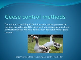 Our website is providing all the information about geese control
methods by analyzing all the integrated pest management and pest
control techniques. We have details about best solutions for geese
removal.
http://www.pestremove.com/geese-control-methods/
 