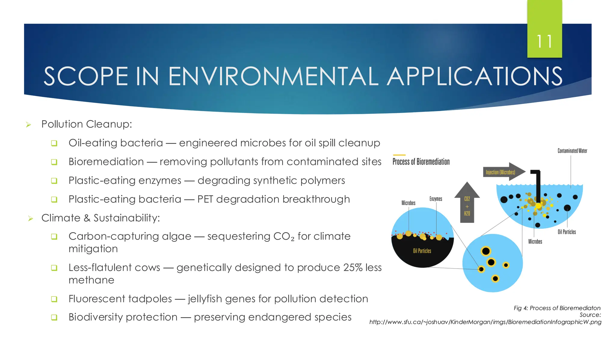 SCOPE IN ENVIRONMENTAL APPLICATIONS
➢ Pollution Cleanup:
❑ Oil-eating bacteria — engineered microbes for oil spill cleanup
❑ Bioremediation — removing pollutants from contaminated sites
❑ Plastic-eating enzymes — degrading synthetic polymers
❑ Plastic-eating bacteria — PET degradation breakthrough
➢ Climate & Sustainability:
❑ Carbon-capturing algae — sequestering CO₂ for climate
mitigation
❑ Less-flatulent cows — genetically designed to produce 25% less
methane
❑ Fluorescent tadpoles — jellyfish genes for pollution detection
❑ Biodiversity protection — preserving endangered species
11
Fig 4: Process of Bioremediaton
Source:
http://www.sfu.ca/~joshuav/KinderMorgan/imgs/BioremediationInfographicW.png
 