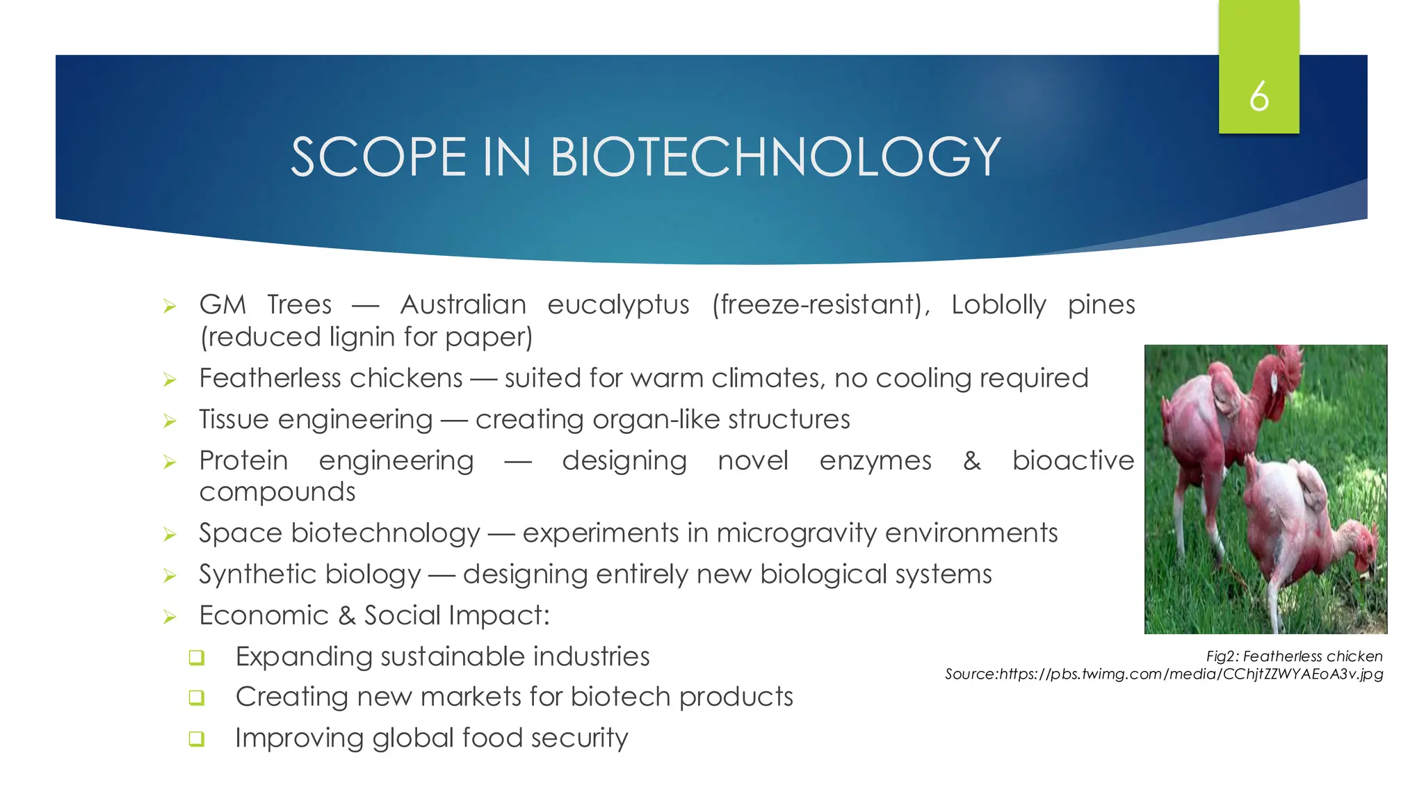 SCOPE IN BIOTECHNOLOGY
➢ GM Trees — Australian eucalyptus (freeze-resistant), Loblolly pines
(reduced lignin for paper)
➢ Featherless chickens — suited for warm climates, no cooling required
➢ Tissue engineering — creating organ-like structures
➢ Protein engineering — designing novel enzymes & bioactive
compounds
➢ Space biotechnology — experiments in microgravity environments
➢ Synthetic biology — designing entirely new biological systems
➢ Economic & Social Impact:
❑ Expanding sustainable industries
❑ Creating new markets for biotech products
❑ Improving global food security
6
Fig2: Featherless chicken
Source:https://pbs.twimg.com/media/CChjtZZWYAEoA3v.jpg
 