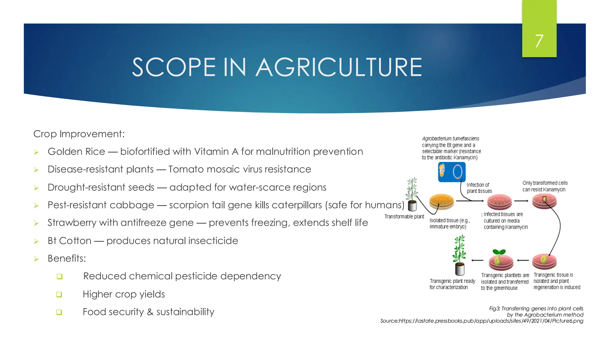 SCOPE IN AGRICULTURE
Crop Improvement:
➢ Golden Rice — biofortified with Vitamin A for malnutrition prevention
➢ Disease-resistant plants — Tomato mosaic virus resistance
➢ Drought-resistant seeds — adapted for water-scarce regions
➢ Pest-resistant cabbage — scorpion tail gene kills caterpillars (safe for humans)
➢ Strawberry with antifreeze gene — prevents freezing, extends shelf life
➢ Bt Cotton — produces natural insecticide
➢ Benefits:
❑ Reduced chemical pesticide dependency
❑ Higher crop yields
❑ Food security & sustainability
7
Fig3: Transferring genes into plant cells
by the Agrobacterium method
Source:https://iastate.pressbooks.pub/app/uploads/sites/49/2021/04/Picture6.png
 
