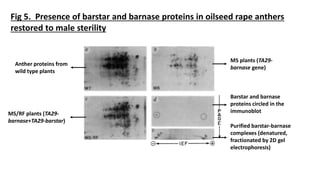 Genetic Engineering for Male Sterility in Plants | PPTX