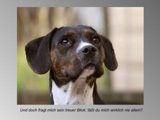 Und doch fragt mich sein treuer Blick: läßt du mich wirklich nie allein? 