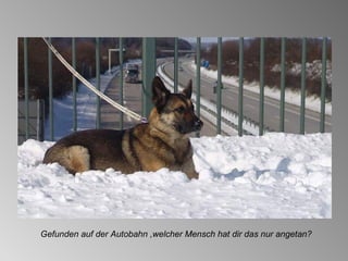 Gefunden auf der Autobahn ,welcher Mensch hat dir das nur angetan? 