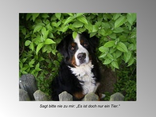 Sagt bitte nie zu mir: „Es ist doch nur ein Tier.“ 
