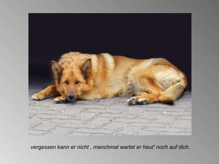 vergessen kann er nicht , manchmal wartet er heut' noch auf dich. 