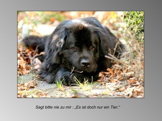 Sagt bitte nie zu mir : „Es ist doch nur ein Tier.“ 