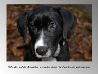 Gefunden auf der Autobahn , wenn der kleine Hund auch nicht weinen kann, 