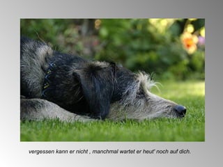 vergessen kann er nicht , manchmal wartet er heut' noch auf dich. 