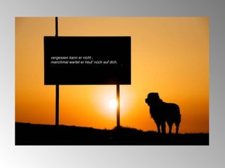 vergessen kann er nicht , manchmal wartet er heut' noch auf dich. 