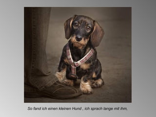 So fand ich einen kleinen Hund , ich sprach lange mit ihm, 