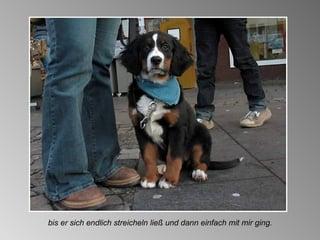 bis er sich endlich streicheln ließ und dann einfach mit mir ging. 