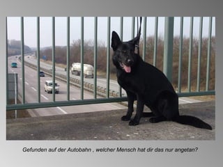Gefunden auf der Autobahn , welcher Mensch hat dir das nur angetan? 
