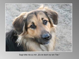 Sagt bitte nie zu mir: „Es ist doch nur ein Tier.“ 