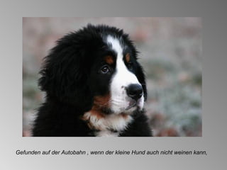 Gefunden auf der Autobahn , wenn der kleine Hund auch nicht weinen kann, 
