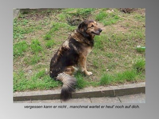 vergessen kann er nicht , manchmal wartet er heut' noch auf dich. 