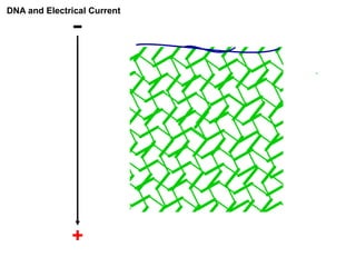+
-
DNA and Electrical Current
 