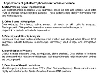 1. DNA Profiling (DNA Fingerprinting)
Gel electrophoresis separates DNA fragments based on size and charge. Used after
PCR to produce unique banding patterns. These patterns help identify individuals with
very high accuracy.
2. Crime Scene Investigation
DNA extracted from blood, saliva, semen, hair roots, or skin cells is analyzed.
Electrophoretic DNA profiles from crime scenes are matched with suspects.
Helps link or exclude individuals from a crime.
3. Paternity and Kinship Analysis
Compares DNA band patterns between child, mother, and alleged father. Shared DNA
fragments indicate biological relationships. Commonly used in legal and immigration
cases.
4. Identification of Victims
Useful in mass disasters (fires, earthquakes, plane crashes). DNA profiles of remains
are compared with relatives or databases. Gel electrophoresis helps even when bodies
are decomposed.
5. Detection of Genetic Variations
Identifies polymorphisms such as STRs (Short Tandem Repeats). These variations are
highly individual-specific. Basis of modern forensic DNA analysis.
Applications of gel electrophoresis in Forensic Science
 