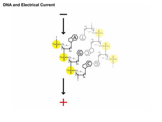 DNA and Electrical Current
 