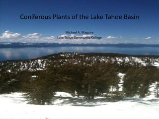 Coniferous Plants of the Lake Tahoe Basin

                  Michael A. Maguire
            Lake Tahoe Community College
 