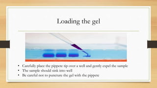 Running the Gel
• Place cover on the gel electrophoresis chamber
• Connecting the leads to the power supply
• Be sure lead...