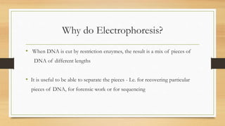 Why do Electrophoresis?
• When DNA is cut by restriction enzymes, the result is a mix of pieces of
DNA of different length...