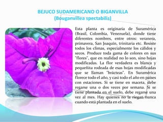 BEJUCO SUDAMERICANO O BIGANVILLA (Bouganvillea spectabilis)Esta planta es originaria de Suramérica (Brasil, Colombia, Venezuela), donde tiene diferentes nombres, entre otros: veranera, primavera, San Joaquín, trinitaria etc. Resiste todos los climas, especialmente los cálidos y secos. Produce toda gama de colores en sus "flores", que en realidad no lo son, sino hojas modificadas. La flor verdadera es blanca y pequeñita rodeada de esas hojas modificadas que se llaman "brácteas". En Suramérica florece todo el año, y casi todo el año en países con estaciones. Si se tiene en maceta, debe regarse una o dos veces por semana. Si se tiene plantada en el suelo, debe regarse una vez al mes. Hay quienes no la riegan nunca cuando está plantada en el suelo. 