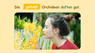 Die _______ Orchideen duften gut.
gelben
 