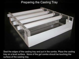 Seal the edges of the casting tray and put in the combs. Place the casting
tray on a level surface. None of the gel combs should be touching the
surface of the casting tray.
Preparing the Casting Tray
 