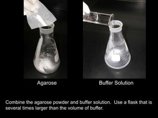 Agarose Buffer Solution
Combine the agarose powder and buffer solution. Use a flask that is
several times larger than the volume of buffer.
 