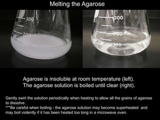 Agarose is insoluble at room temperature (left).
The agarose solution is boiled until clear (right).
Gently swirl the solution periodically when heating to allow all the grains of agarose
to dissolve.
***Be careful when boiling - the agarose solution may become superheated and
may boil violently if it has been heated too long in a microwave oven.
Melting the Agarose
 