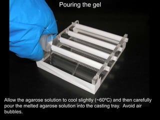 Allow the agarose solution to cool slightly (~60ºC) and then carefully
pour the melted agarose solution into the casting tray. Avoid air
bubbles.
Pouring the gel
 