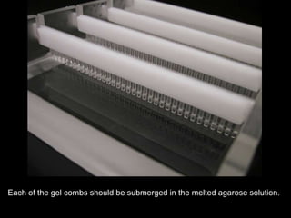 Each of the gel combs should be submerged in the melted agarose solution.
 