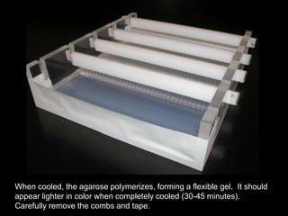 When cooled, the agarose polymerizes, forming a flexible gel. It should
appear lighter in color when completely cooled (30-45 minutes).
Carefully remove the combs and tape.
 