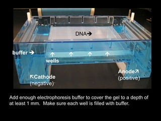 buffer 
Add enough electrophoresis buffer to cover the gel to a depth of
at least 1 mm. Make sure each well is filled with buffer.
Cathode
(negative)
Anode
(positive)

wells
  
DNA
 